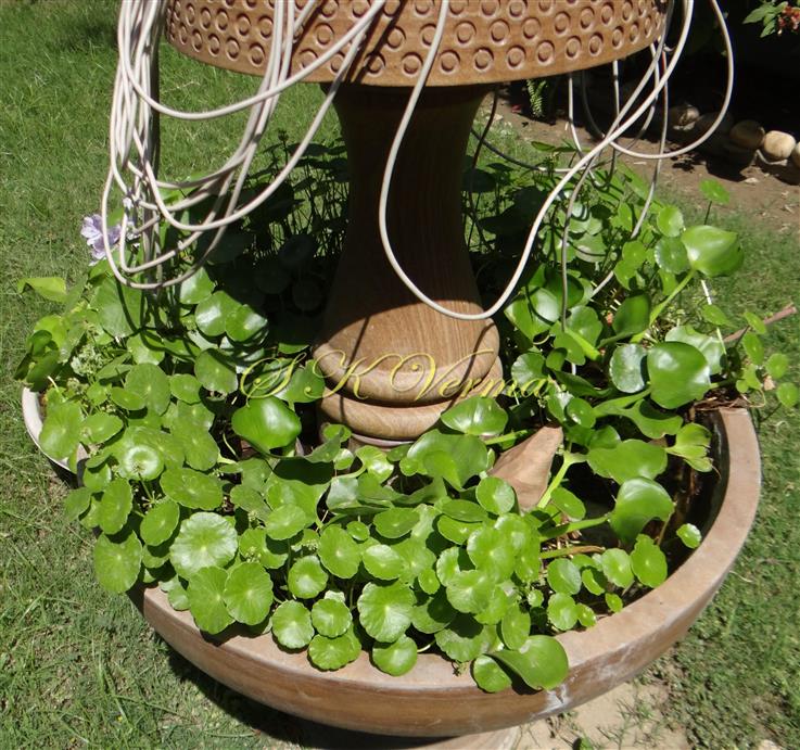 Plants